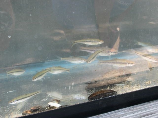Tank setup with fish from Salt Creek 