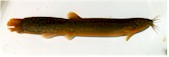 loach2b.jpg (3335 bytes)