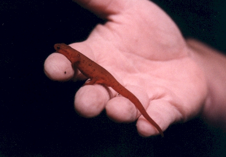 http://www.nanfa.org/NANFAregions/tn/conasauga/red_eft.jpg