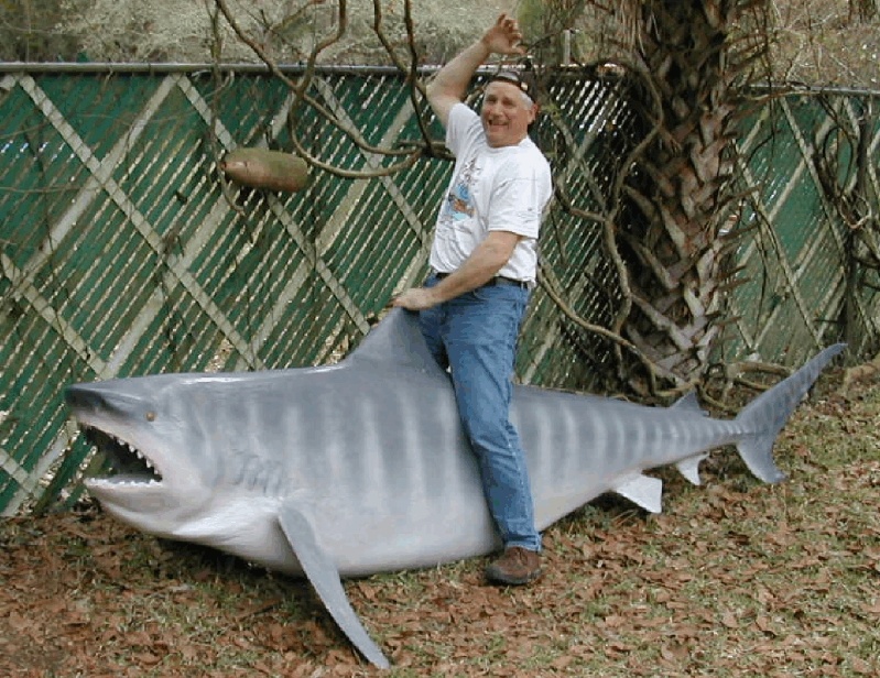 Ed Scott riding the great white at the Gulf  Specimens Marine Lab.