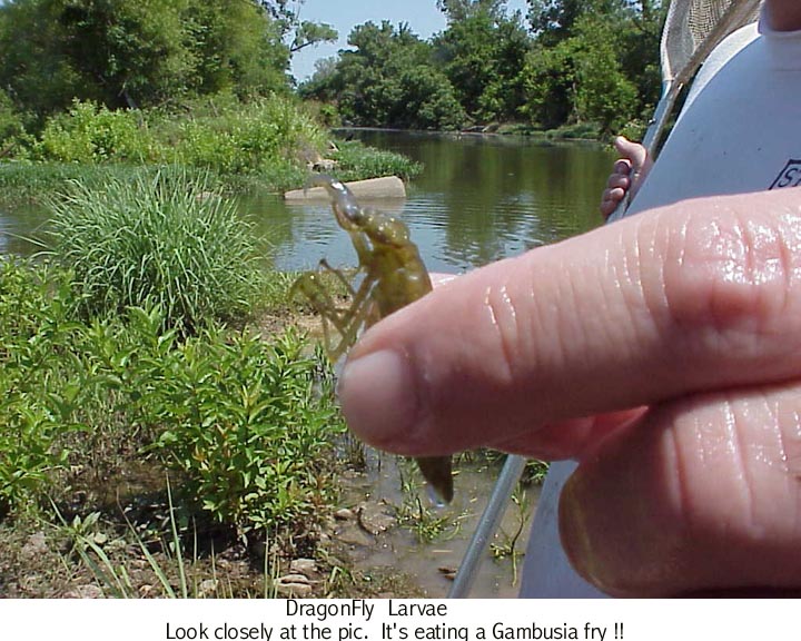 Dragonfly+larvae+photo