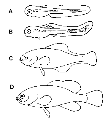 fin development.gif (3916 bytes)