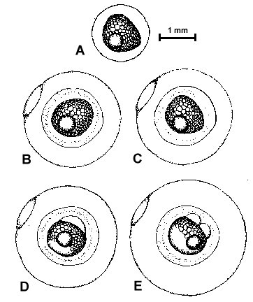 oocyteA-E.gif (6893 bytes)