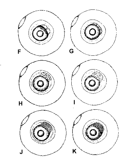 oocyteF-K.gif (7989 bytes)