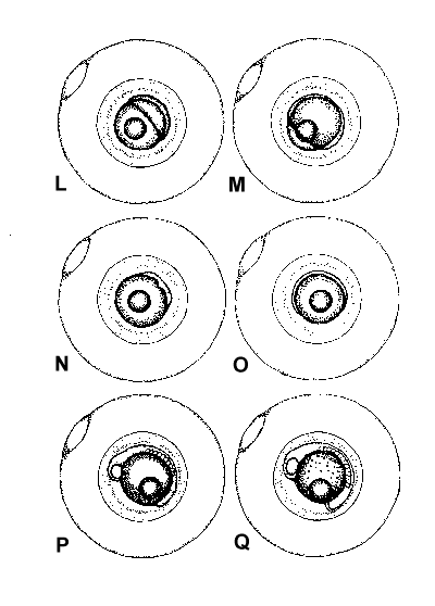 oocyteL-Q.gif (8186 bytes)