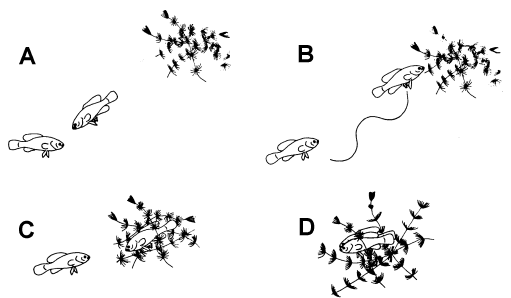 sidling threat display.gif (10421 bytes)