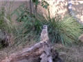 meerkat.jpg 