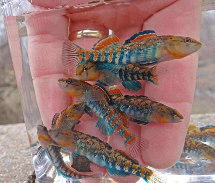 darters