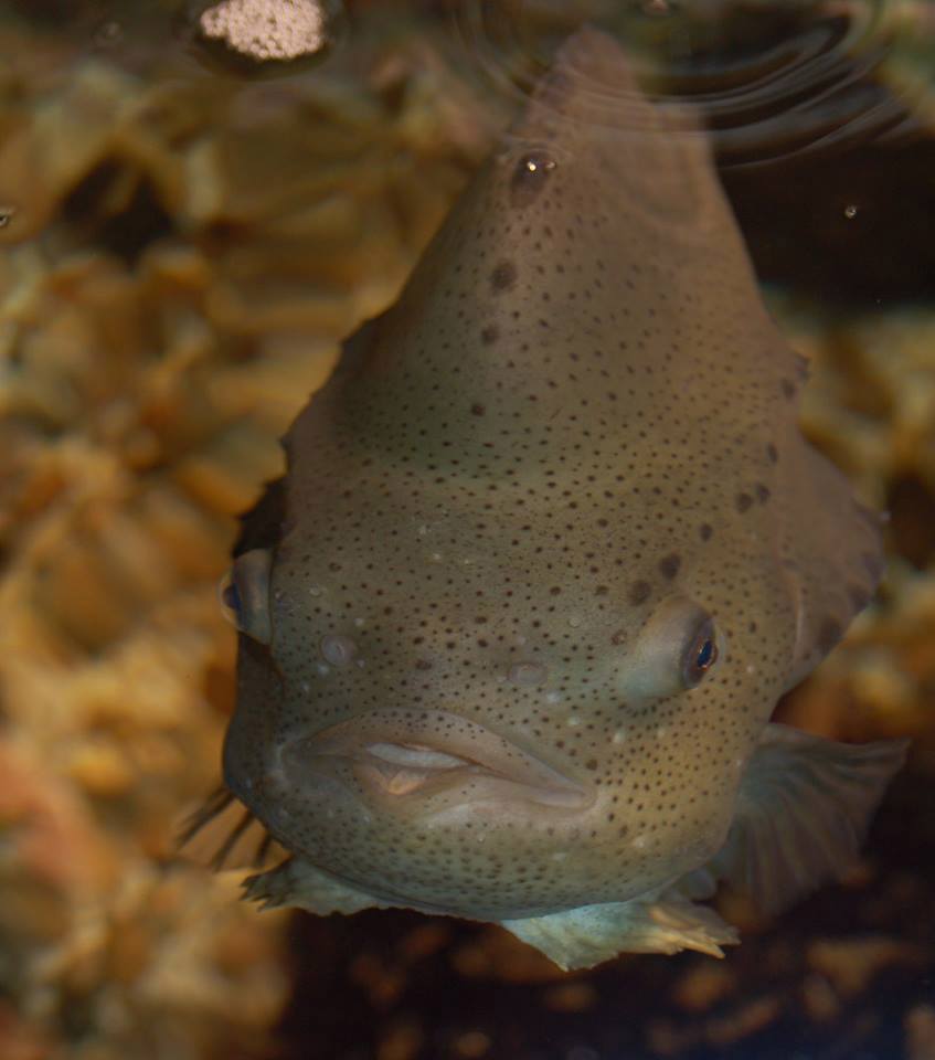 lumpfish