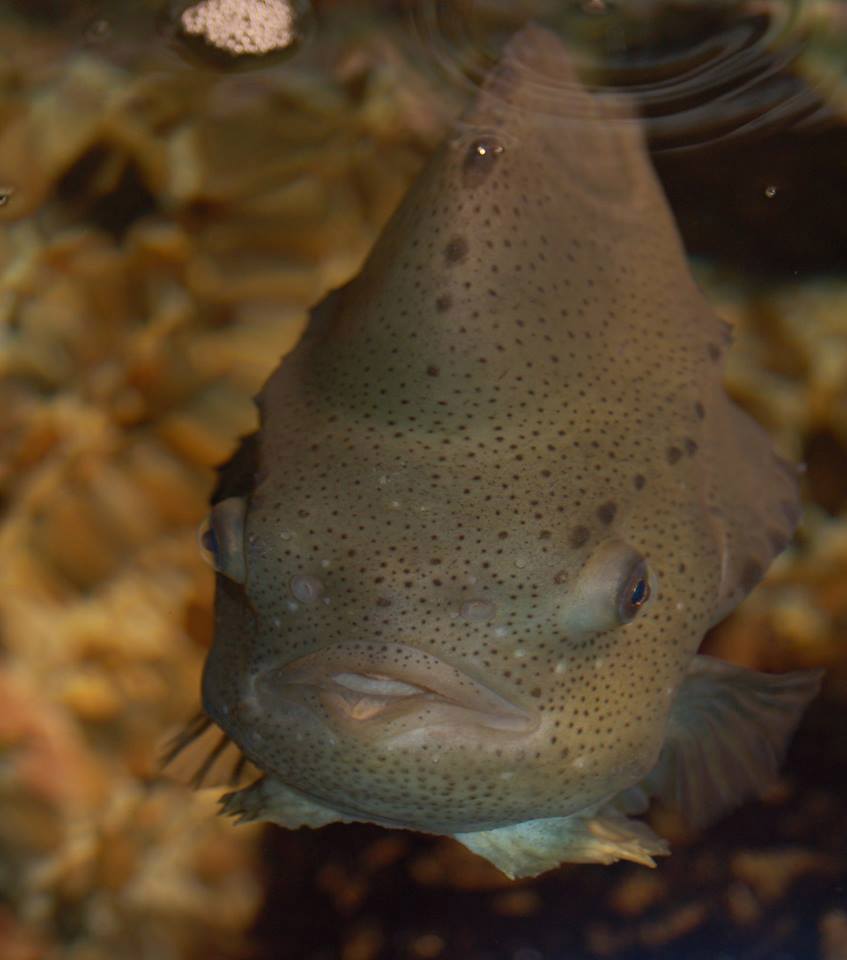 lumpfish