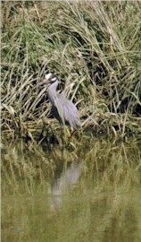 Yellow-crowned night heron