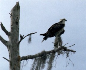 Osprey