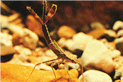 Damselfly larvae