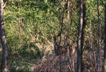 Whitetail deer