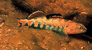 Orangethroat darter