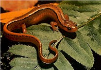 Midwest Two-Lined Salamander