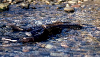 Spawning Coho Salmon