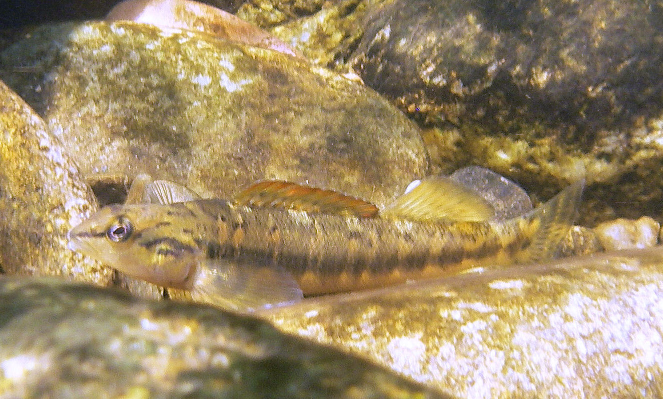 Conasauga Bronze