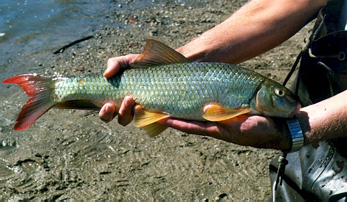 River Fish