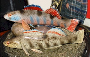 Leo Long darters