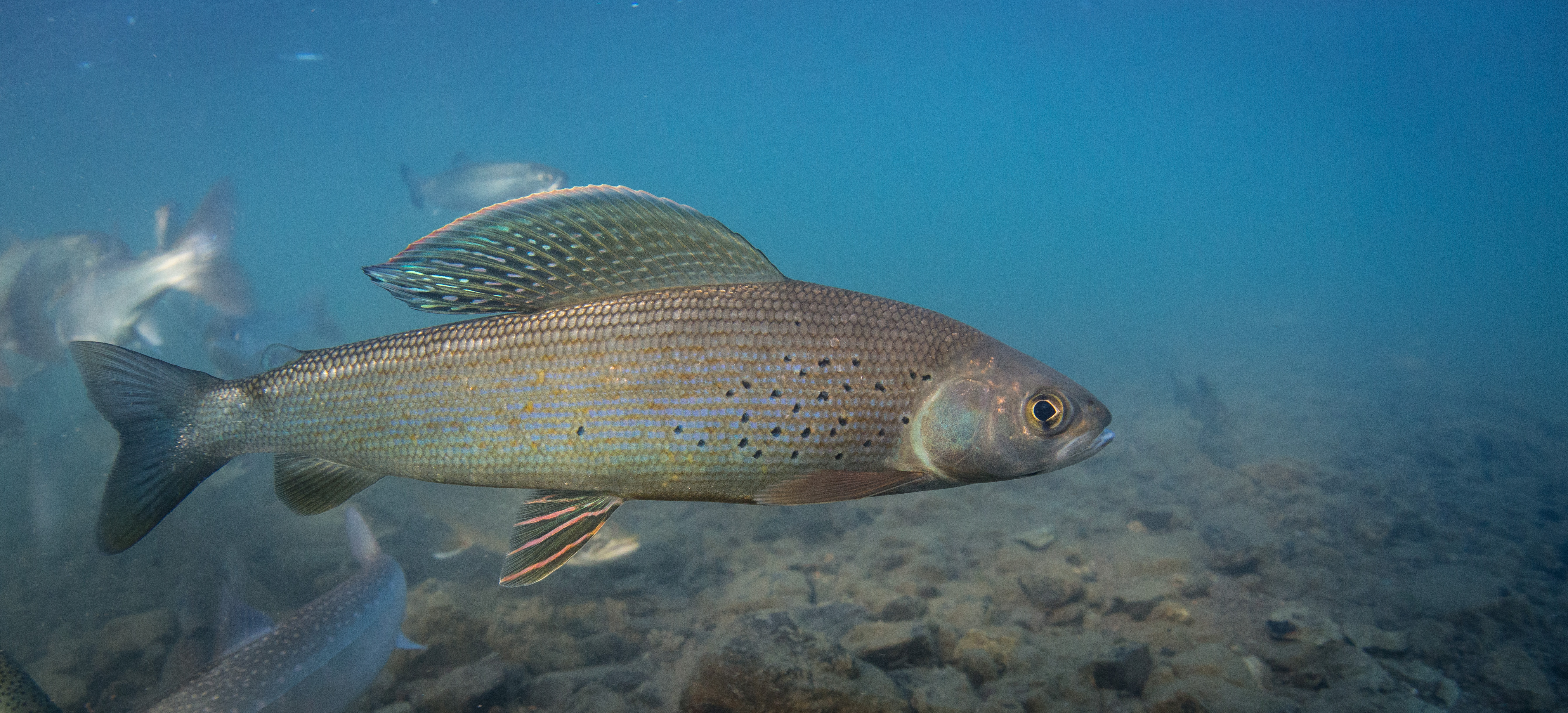 NANFA Fish in Focus Arctic Grayling, Thymallus arcticus