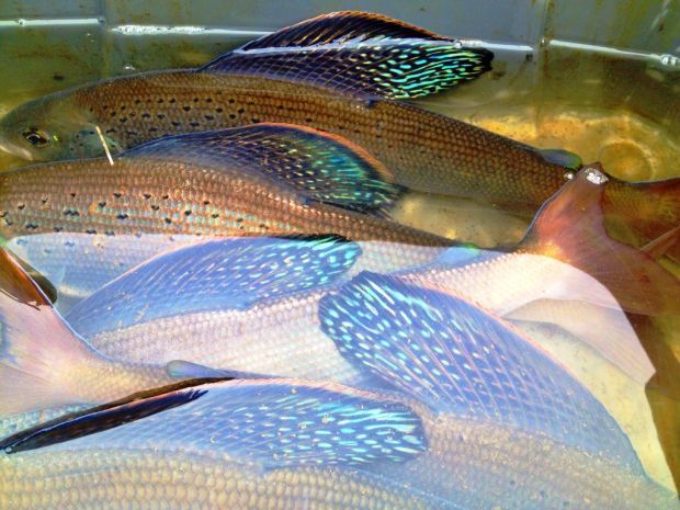 tray of grayling