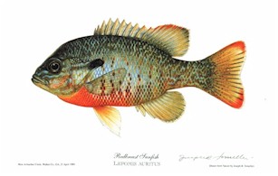 Joseph Tomelleri redbreast sunfish
